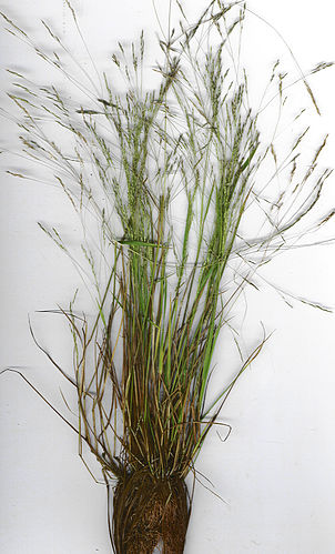 Agrostis avenacea